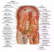 <b>腰痛就是腰肌劳损吗？</b>