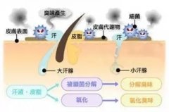 <b>腋臭远了,爱更近了!狐臭,汗臭统统都不要</b>